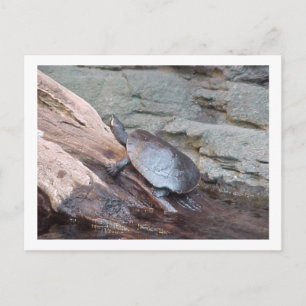 "River Turtle" Postcard