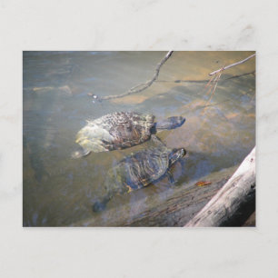 River Turtles Postcard
