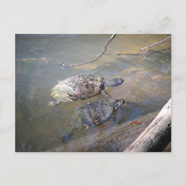 River Turtles Postcard (Front)