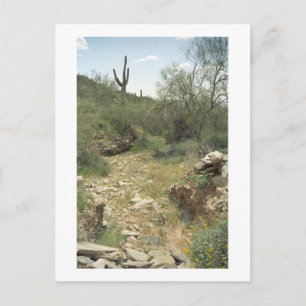 Riverbed Remembrance Arizona Desert Photo Postcard