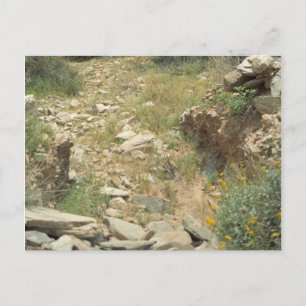 Riverbed Remembrance Arizona Desert Photo Postcard