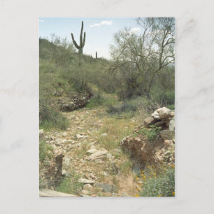 Riverbed Remembrance Arizona Desert Photo Postcard