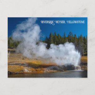 Riverside Geyser Eruption Yellowstone Postcard
