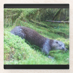 Riverside Otter Peaceful Water Animal Scene Nature Glass Coaster
