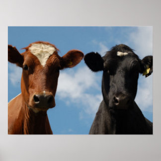 Riverton Cows, Devon, England Poster