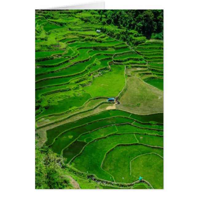 Rizières vertes, Philippines (Devant)