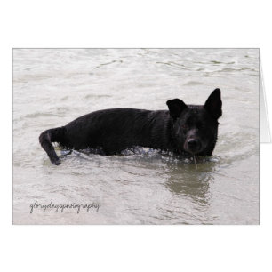 Rizzo enjoying the Lake