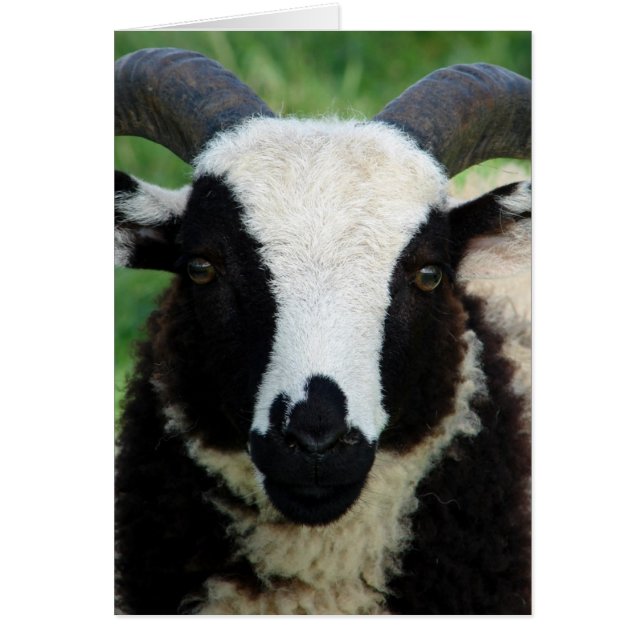 RJ l'agneau de bélier Jacob (Devant)