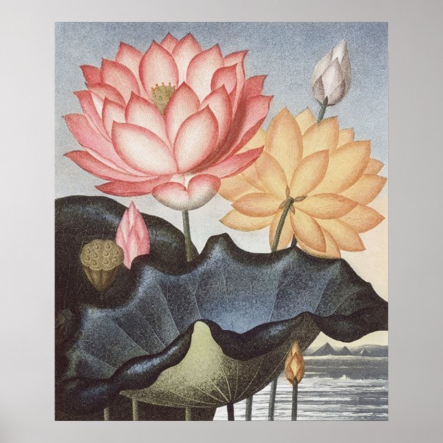 RJ Thornton - The Sacred Egyptian Bean - Lotus Poster (Front)