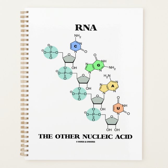 RNA The Other Nucleic Acid Chemical Structure Planner (Front)