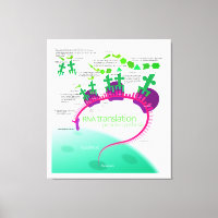 RNA Translation in Protein Synthesis Diagram