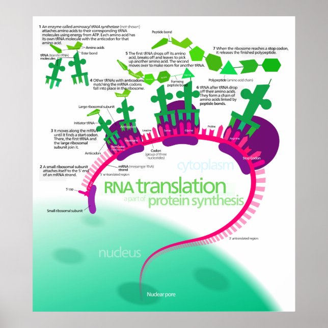RNA Translation in Protein Synthesis Diagram Poster (Front)