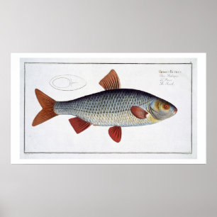 Roach (Cyprinus Rutilis) plate II from 'Ichthyolog Poster