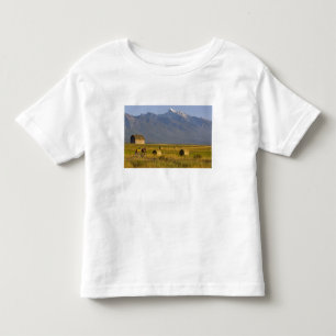 Road bicyclists race down back country road in toddler t-shirt