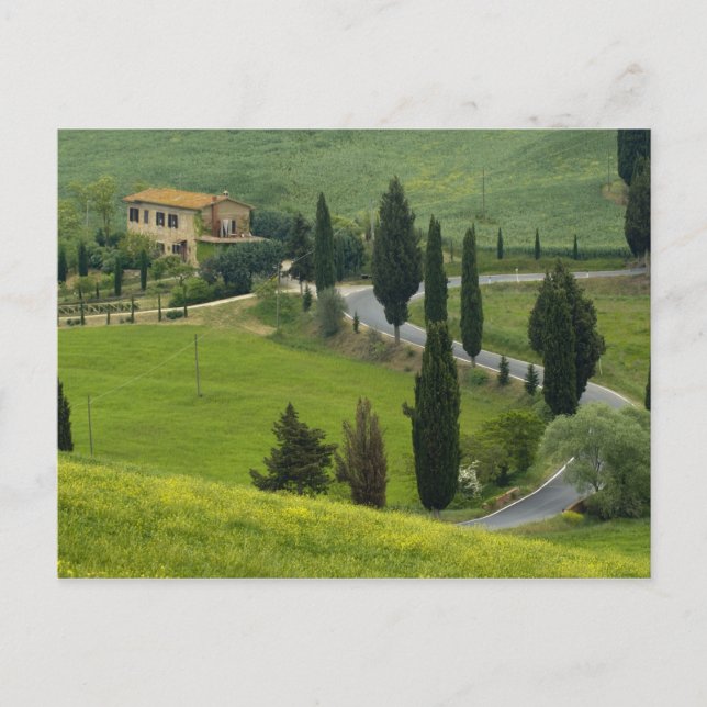 Road from Pienza to Montepulciano, 2 Postcard (Front)