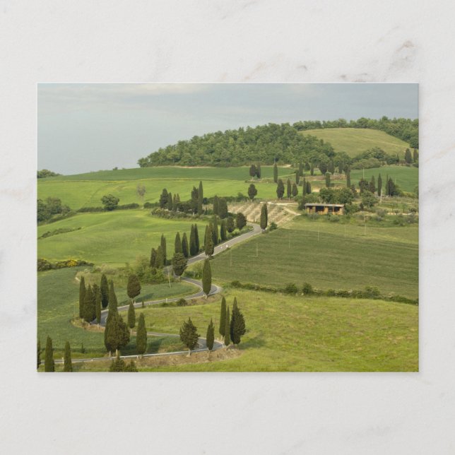 Road from Pienza to Montepulciano, Postcard (Front)