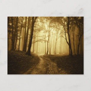Road in a dark forest with fog postcard