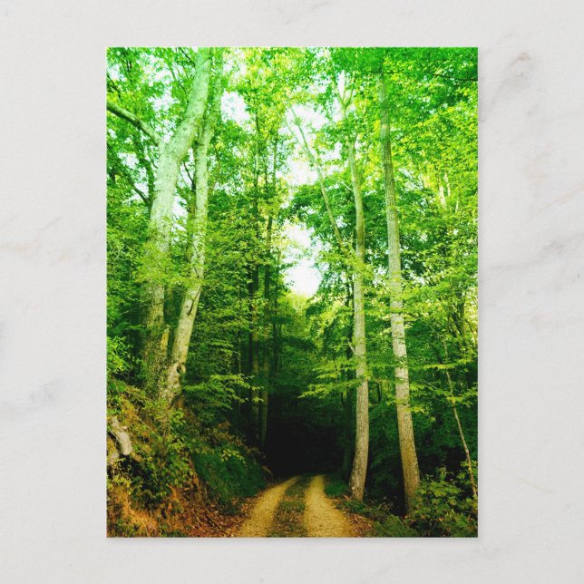 Road in the Woods Post Card (Front)
