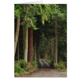 Road lined with Firs