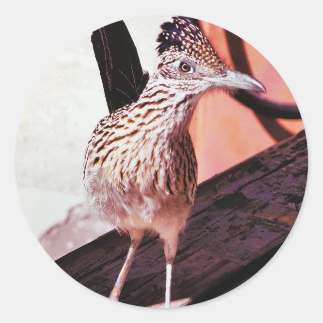Road Runner Arizona Desert Oiseau coucou Sticker (Devant)