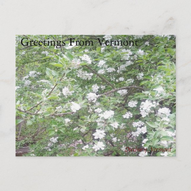 Road side Wonders Postcard (Front)