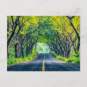 Road Through Dense Tree Alley Holiday Postcard