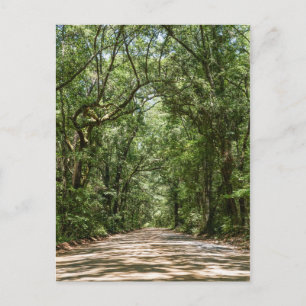 Road To Angel Oak Postcard