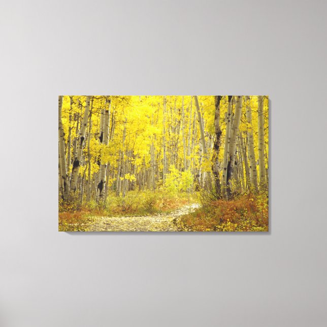 Road with autumn colours and aspens in Kebler 2 Canvas Print (Front)