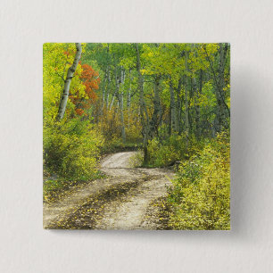 Road with autumn colours and aspens in Kebler 2 Inch Square Button