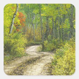 Road with autumn colours and aspens in Kebler Square Sticker