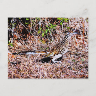 Roadrunner Bird Postcard