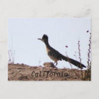 RoadRunner California postcard