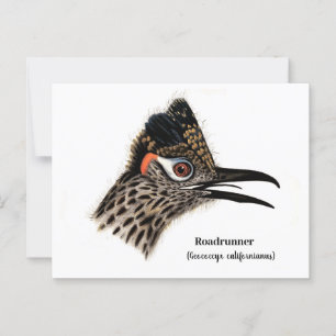 Roadrunner (Geococcyx californianus) Postcard