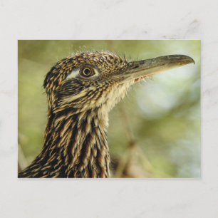 Roadrunner Postcard