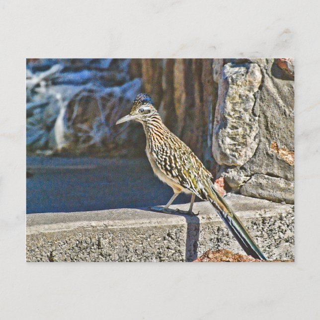 Roadrunner Postcard (Front)