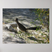 Roadrunner Poster