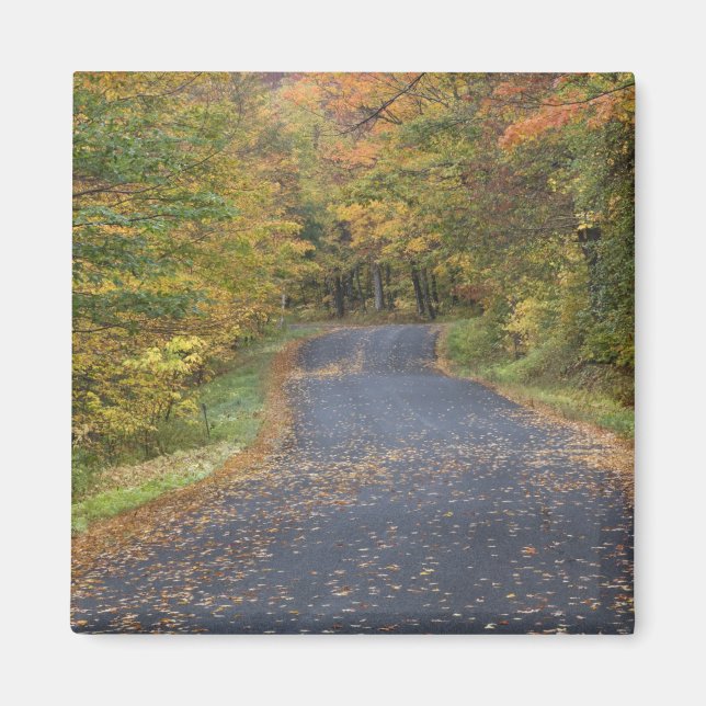 Roadside fall foliage, Southern Vermont, USA Magnet (Front)