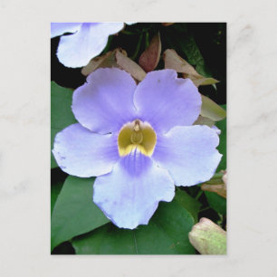 Roadside flower, Placencia, Belize Postcard