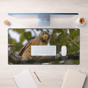 Roadside Hawk, Wildlife Avian Photography