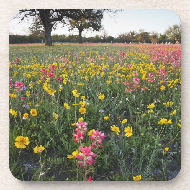 Roadside wildflowers in Texas, spring Coaster (Front)