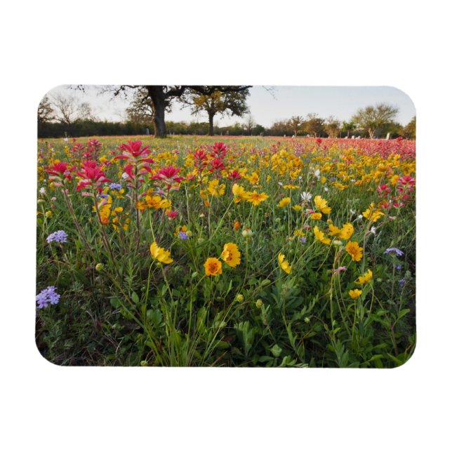 Roadside wildflowers in Texas, spring Magnet (Horizontal)