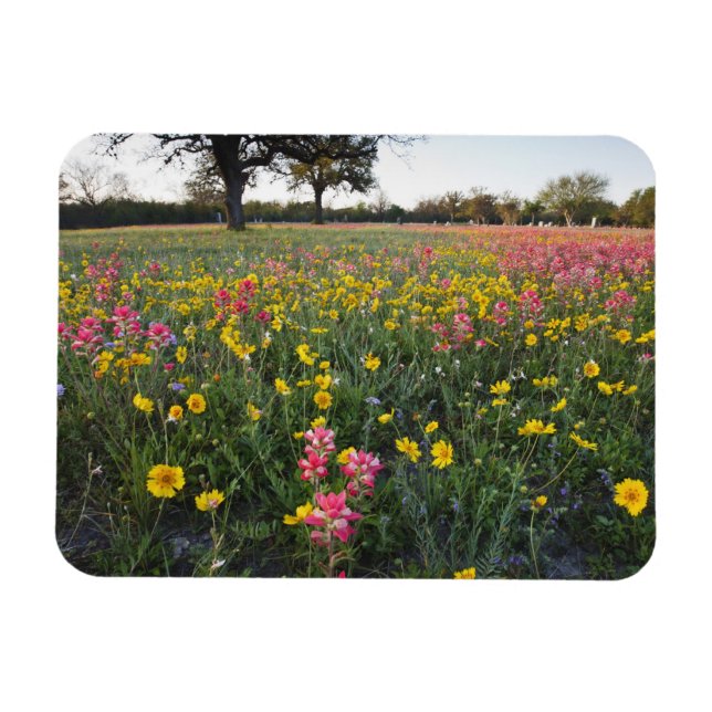Roadside wildflowers in Texas, spring Magnet (Horizontal)