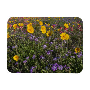 Roadside wildflowers in Texas, spring Magnet