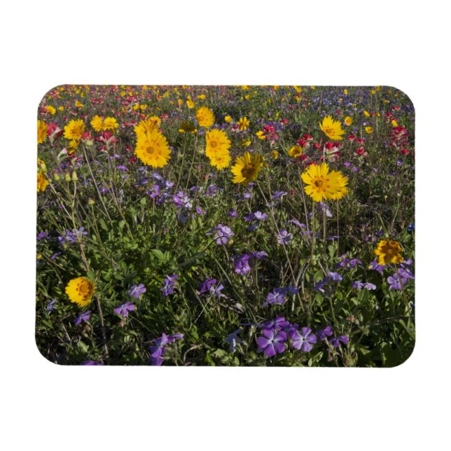 Roadside wildflowers in Texas, spring Magnet (Horizontal)