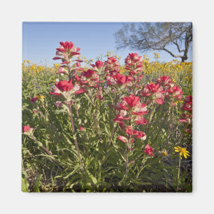 Roadside wildflowers in Texas, spring Magnet