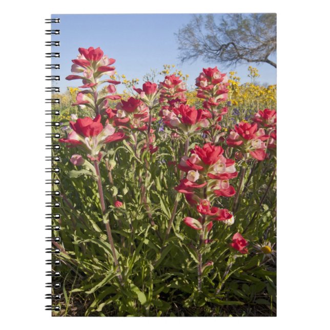 Roadside wildflowers in Texas, spring Notebook (Front)