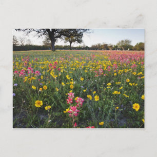Roadside wildflowers in Texas, spring Postcard