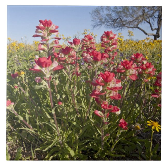 Roadside wildflowers in Texas, spring Tile (Front)