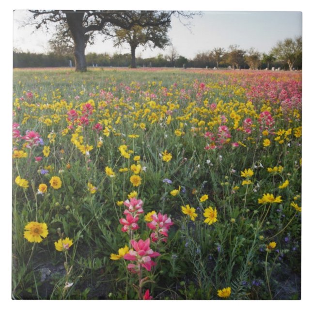 Roadside wildflowers in Texas, spring Tile (Front)