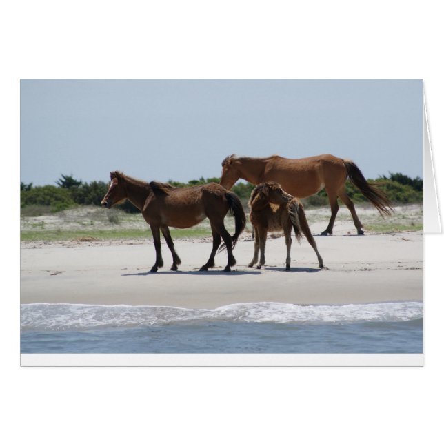 Roam Free II (Devant horizontal)